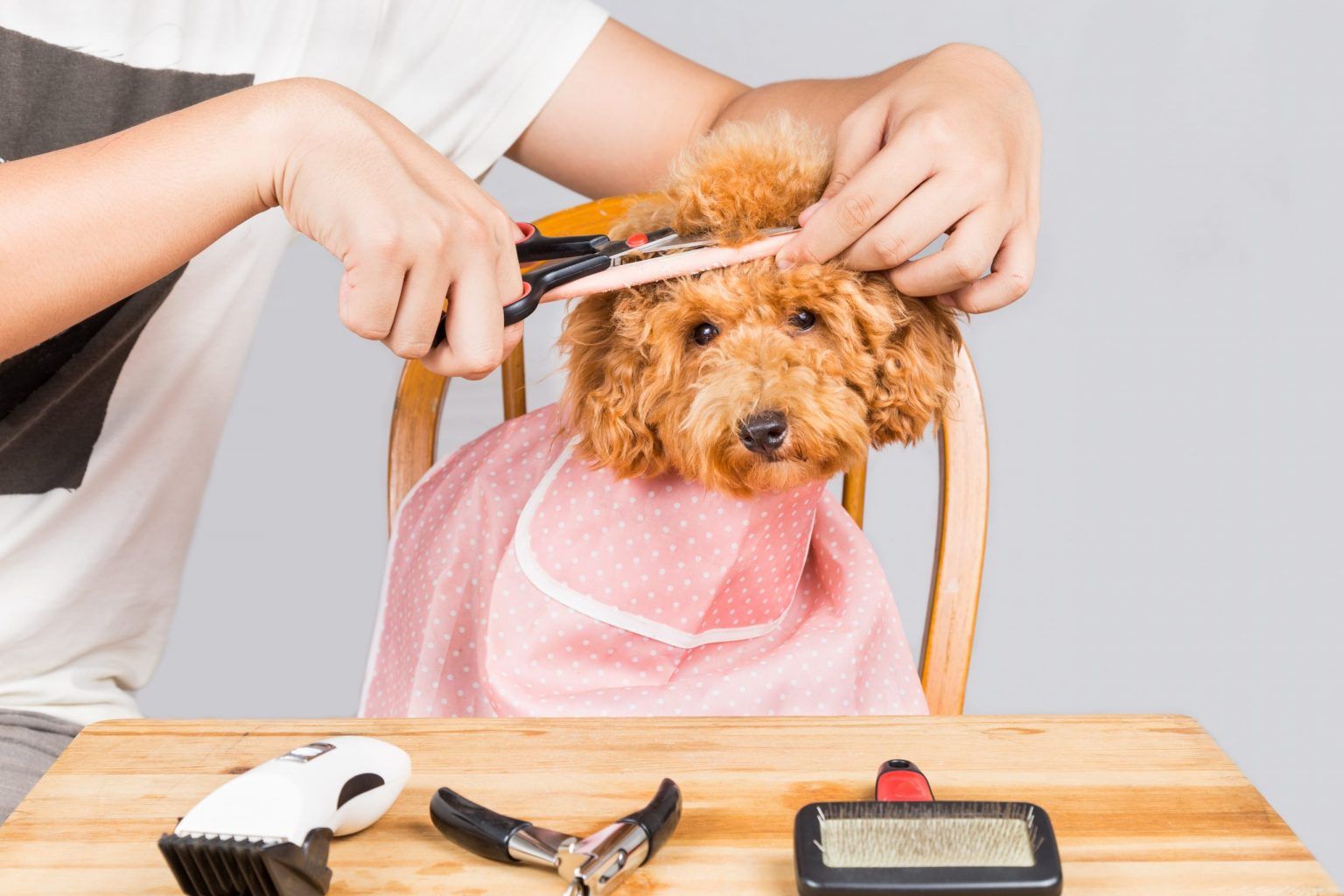 Mijn hond gaat vaker naar de kapper dan ik…. Huisdieren.nl