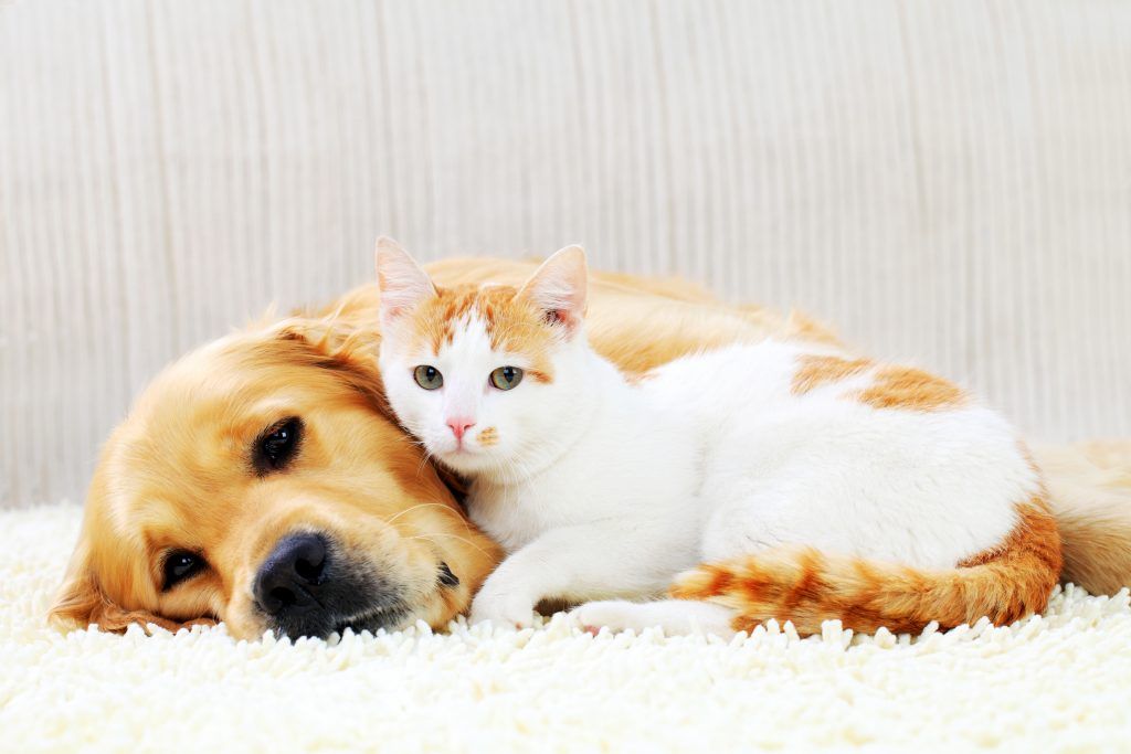 Hond en drie katten besmet met coronavirus in Nederland