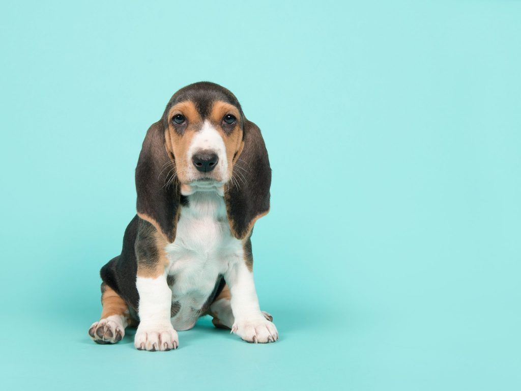 Hoe lang mag een puppy wandelen? Huisdieren.nl