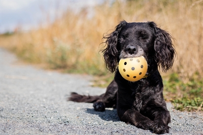 Trixie gatenbal natuurrubber met bel voor blinde of gehandicapte hond