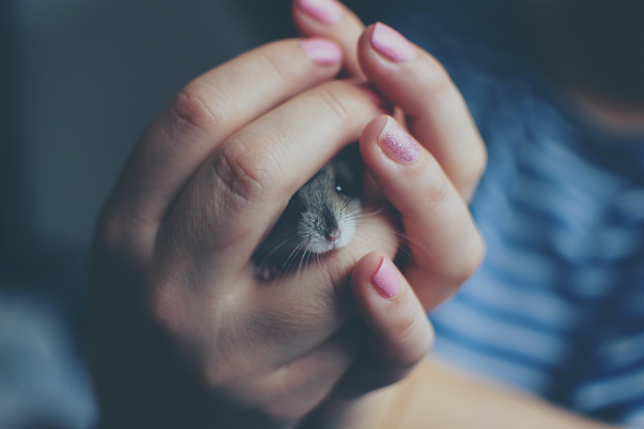 Een hamster kopen, waar let je op? Huisdieren.nl