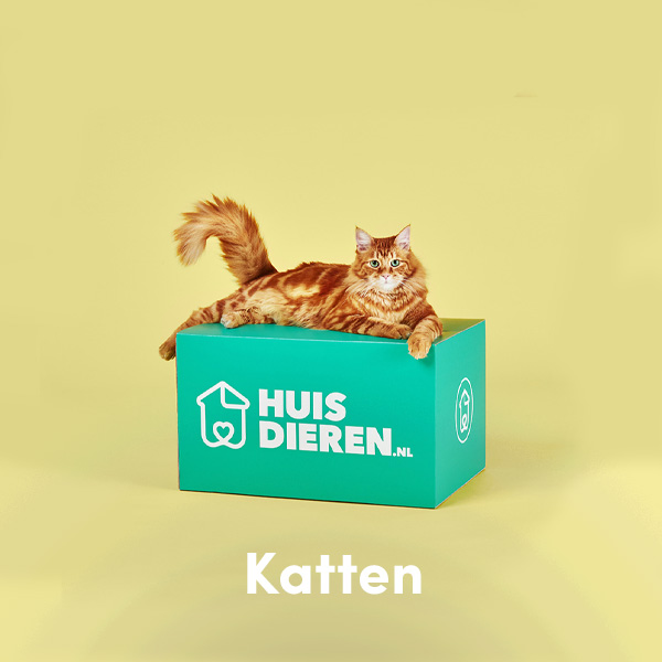 Katten