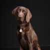 Tickless teek en vlo afweer voor hond en kat beige - Afbeelding 3