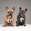 Tickless teek en vlo afweer voor hond en kat beige - Afbeelding 4