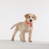 Tickless teek en vlo afweer voor hond en kat fluoriserend oranje - Afbeelding 3