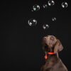 Tickless teek en vlo afweer voor hond en kat fluoriserend oranje - Afbeelding 4
