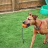 Happy pet atomic bal aan touw assorti - Afbeelding 5