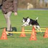 Trixie dog activity hordenset - Afbeelding 2