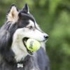 Kong squeakair tennisbal geel met piep - Afbeelding 2