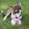 Kong easy treat puppy - Afbeelding 3