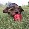 Kong easy treat lever - Afbeelding 3