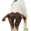 Trixie snack-slang tpr opgerold - Afbeelding 8