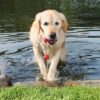Trixie dog activity mot-fun aqua speelgoed drijvend rood assorti - Afbeelding 4