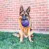 Kong flexball paars - Afbeelding 3