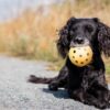 Trixie gatenbal natuurrubber met bel voor blinde of gehandicapte hond - Afbeelding 5