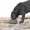 Kong opvouwbare drink- / voerbak - Afbeelding 4