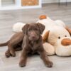 Trixie knuffel hondbenny pluche beige / bruin - Afbeelding 6