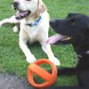 Happy pet grubber interactieve voetbal oranje - Afbeelding 3