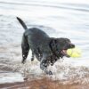 Kong airdog football geel - Afbeelding 3