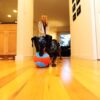 Chuckit indoor ball - Afbeelding 5