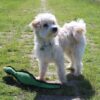 Happy pet gaudy game fazant - Afbeelding 3