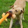 Happy pet wild crinkler leeuw - Afbeelding 2