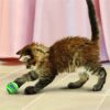 Kong kat tennisballen met bellen - Afbeelding 3