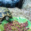 Happy pet voerbak green leaf groen - Afbeelding 2