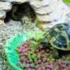 Happy pet voerbak green leaf groen - Afbeelding 3