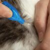 Beaphar fiprotec kat tegen vlooien & teken - Afbeelding 6