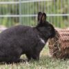 Trixie wilgentunnel konijn - Afbeelding 4