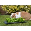 Rosewood snuffelmat knaagdier zwart / groen - Afbeelding 2