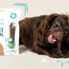 Edgard & cooper dental sticks appel / eucalyptus - Afbeelding 4