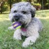 Kong crunchair tennisballen - Afbeelding 2
