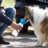 Trixie waterdispenser voor onderweg kunststof assorti - Afbeelding 7