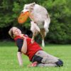 Trixie dog disc kunststof geschikt voor wedstrijden assorti - Afbeelding 5