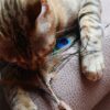 Croci euphoria kattenhengel matatabi pauwenveer - Afbeelding 3
