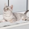Trixie ligmat harvey voor kast wit-zwart - Afbeelding 10