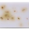 Beloved calm pet shampoo bar - Afbeelding 2