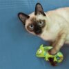 Kong kameleon met catnip hervulbaar - Afbeelding 3