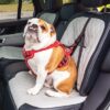 Kong autogordel hond ultimate safety - Afbeelding 8