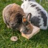 Trixie snack box voor ratten en konijnen hout - Afbeelding 5