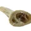 Petsnack hoorn core - Afbeelding 3