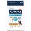 Advance adult french bulldog
