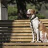 Morso hondenriem gerecycled full metal dog bruin - Afbeelding 4