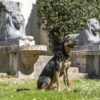 Morso hondenriem verstelbaar gerecycled full metal dog bruin - Afbeelding 3