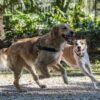 Morso norwegian hondentuig gerecycled full metal dog bruin - Afbeelding 5