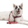 Morso hondenriem gerecycled pink think roze - Afbeelding 3
