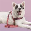 Morso hondenriem gerecycled pink think roze - Afbeelding 7