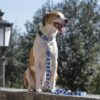 Morso halsband hond gerecycled splash blauw - Afbeelding 8